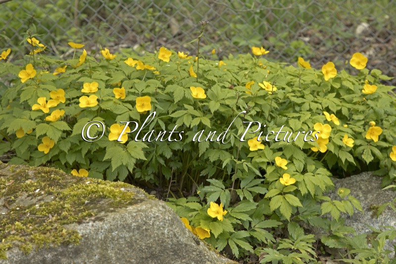 Hylomecon japonica