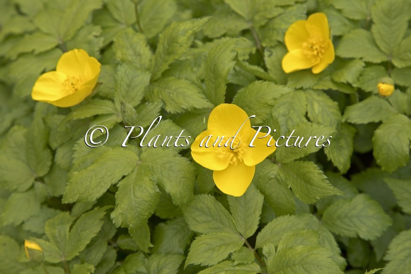 Hylomecon japonica