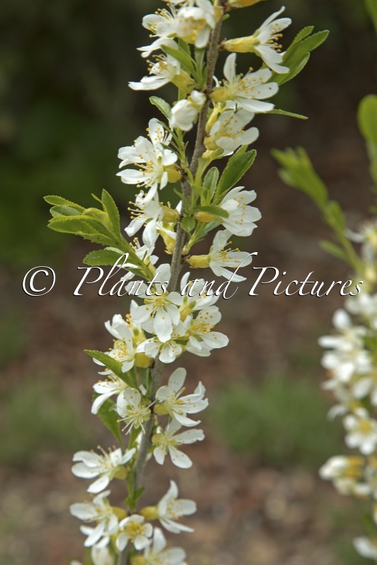 Prunus tenella
