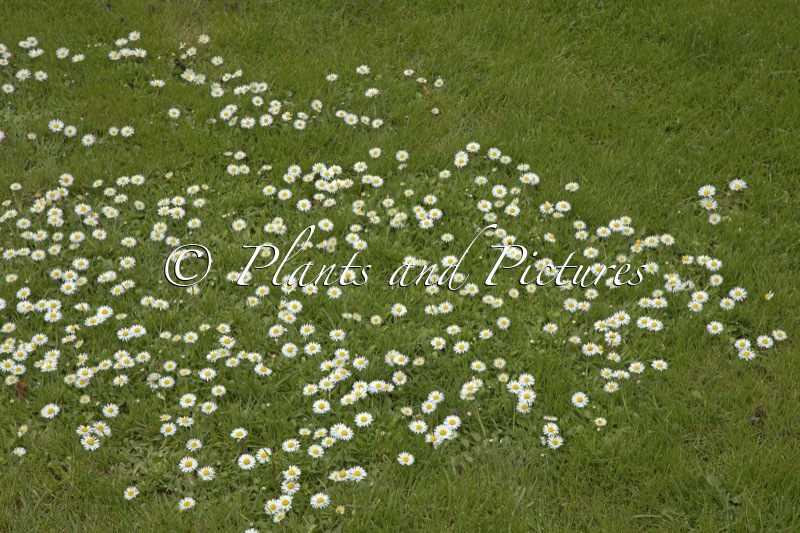 Bellis perennis