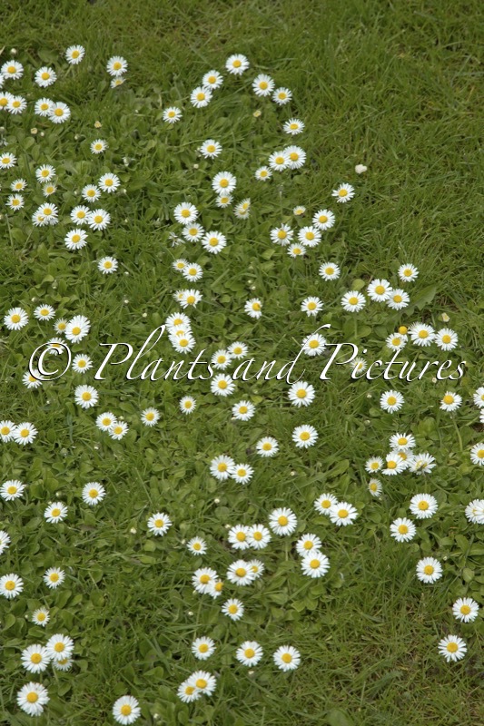 Bellis perennis