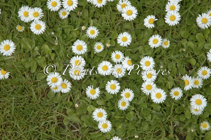 Bellis perennis