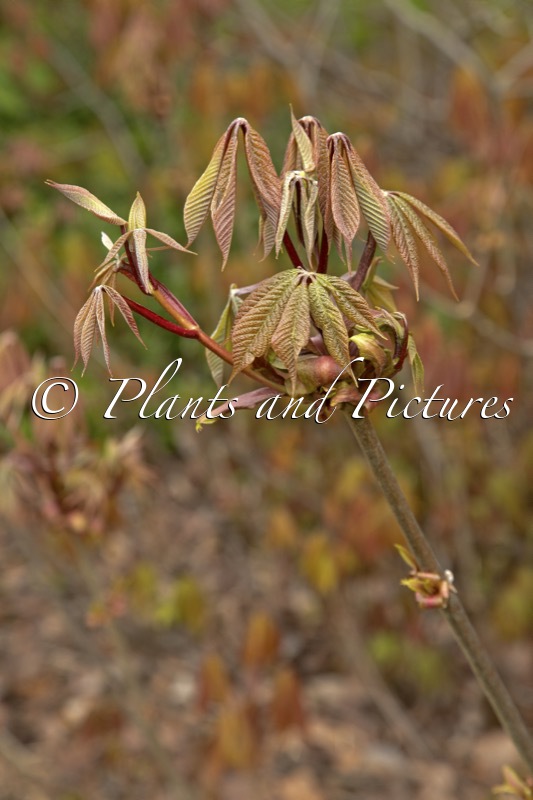Aesculus parviflora