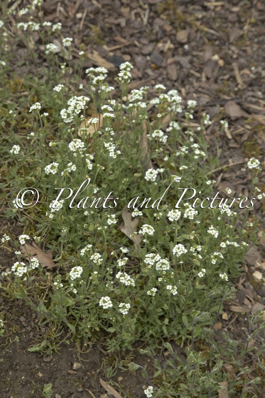 Draba incana