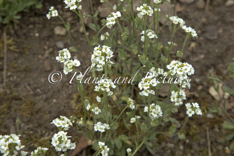 Draba incana