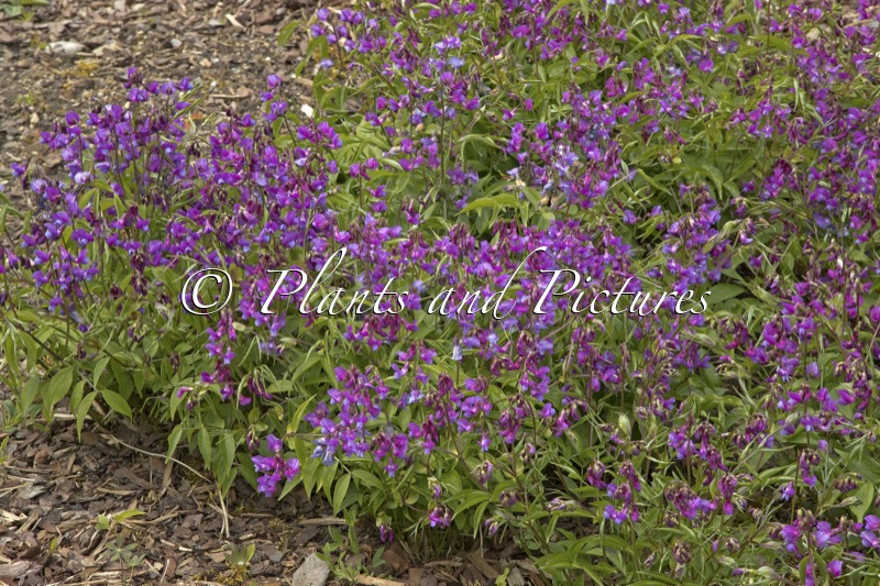 Lathyrus vernus