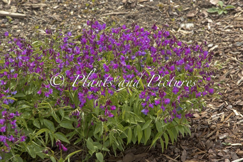 Lathyrus vernus