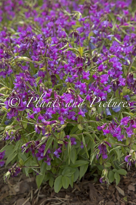 Lathyrus vernus