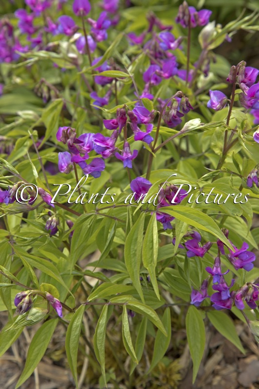 Lathyrus vernus