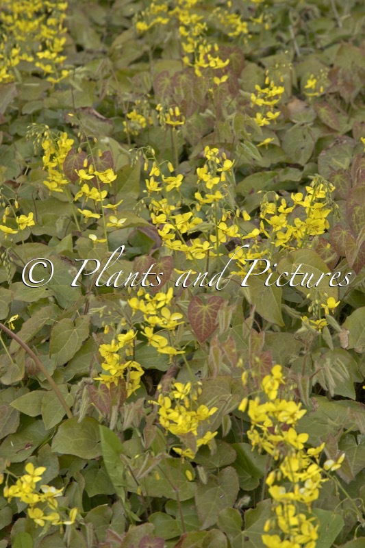 Epimedium pubigerum