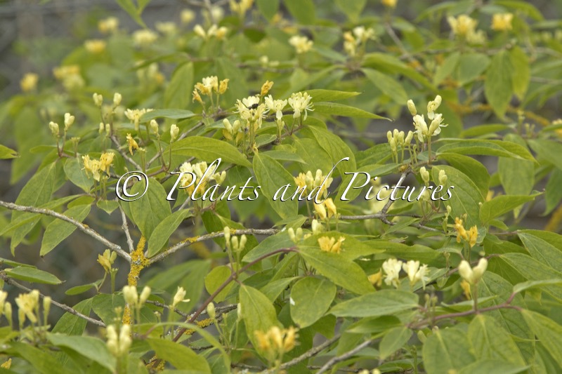 Lonicera chrysantha