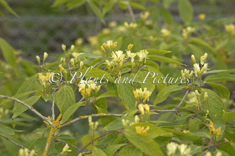 Lonicera chrysantha