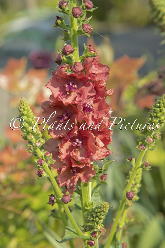 Verbascum ‘Petra’