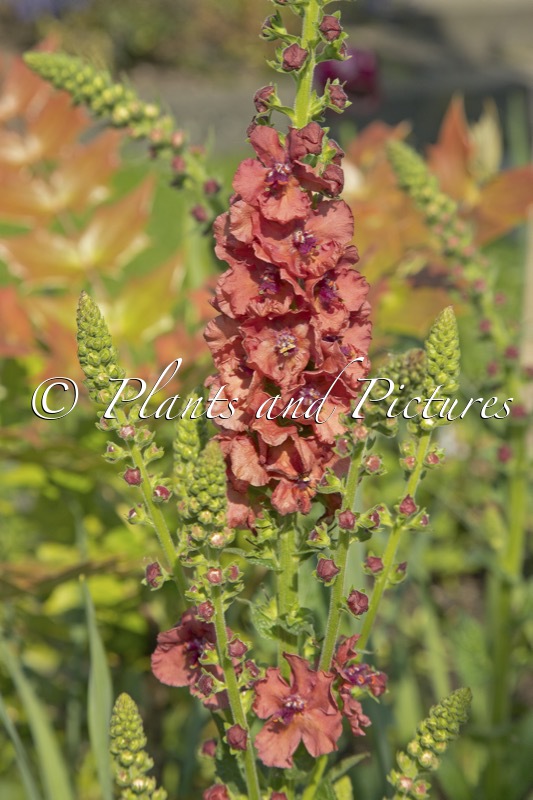 Verbascum ‘Petra’