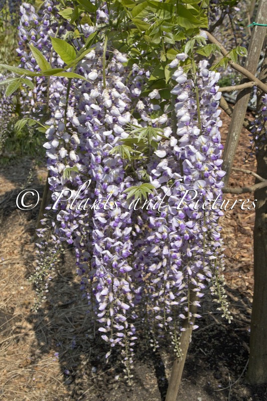Wisteria floribunda ‘Burford’