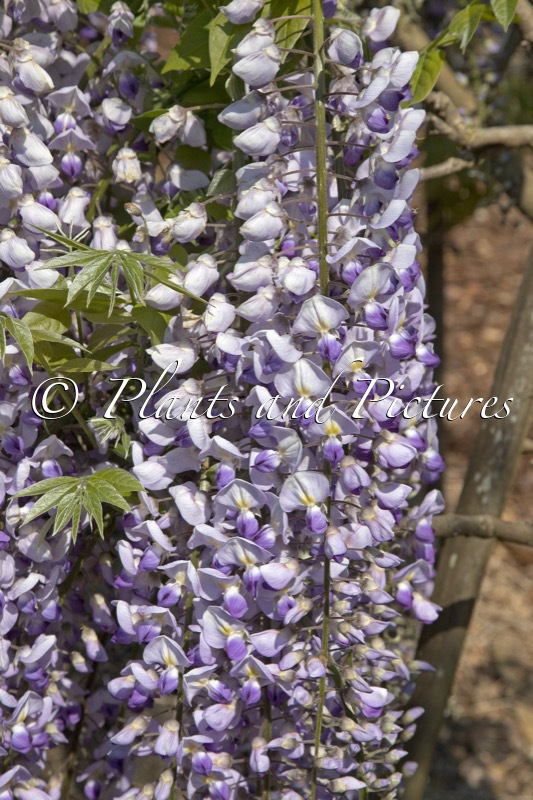 Wisteria floribunda ‘Burford’