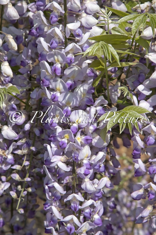 Wisteria floribunda ‘Burford’
