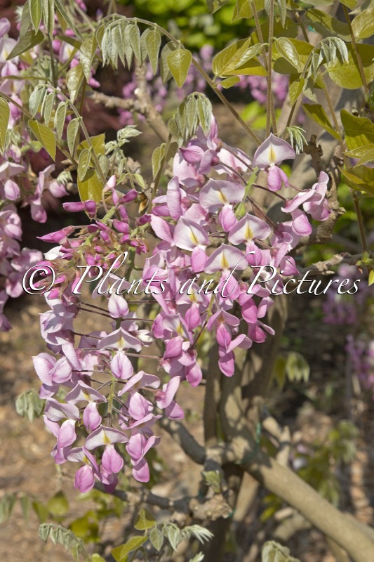 Wisteria brachybotrys ‘Showa-beni’