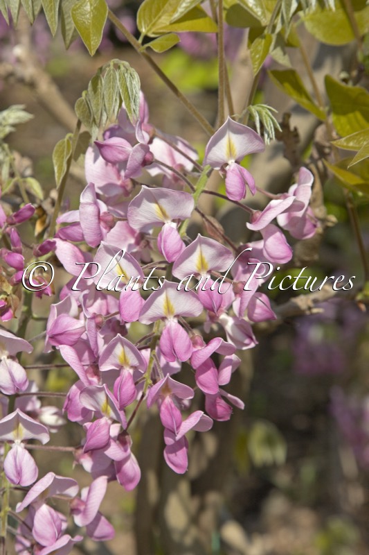 Wisteria brachybotrys ‘Showa-beni’