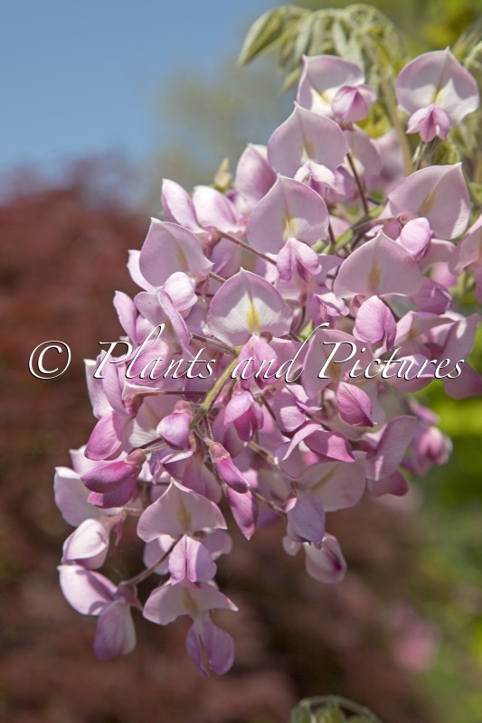 Wisteria brachybotrys ‘Showa-beni’