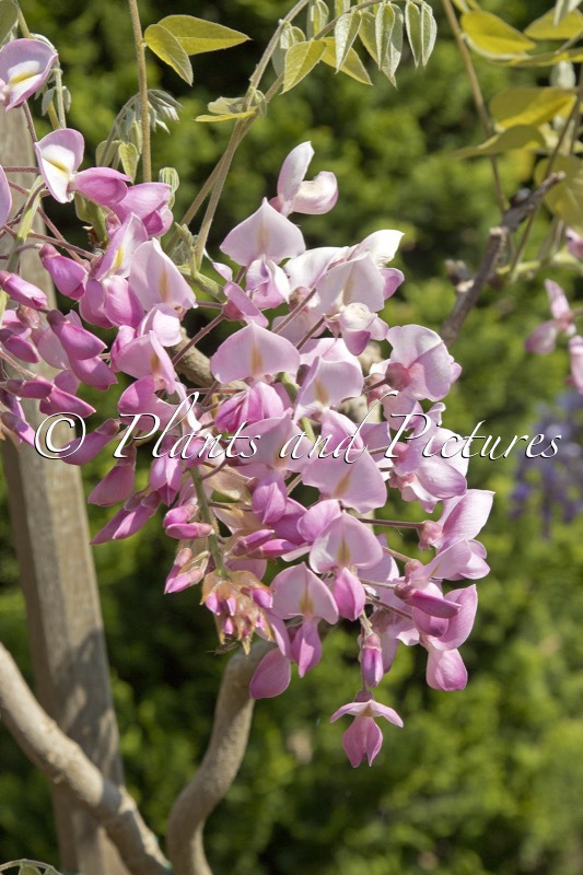Wisteria brachybotrys ‘Showa-beni’