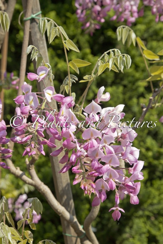Wisteria brachybotrys ‘Showa-beni’