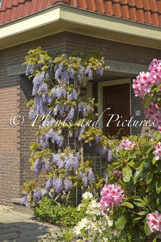 Wisteria sinensis ‘Prolific’