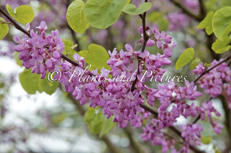 Cercis siliquastrum