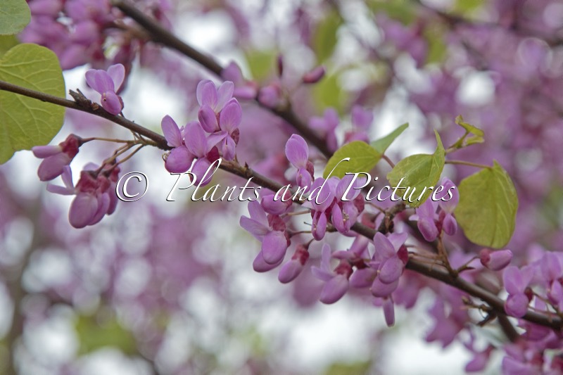 Cercis siliquastrum