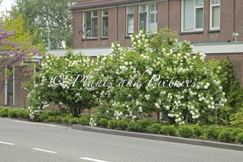 Viburnum opulus ‘Roseum’