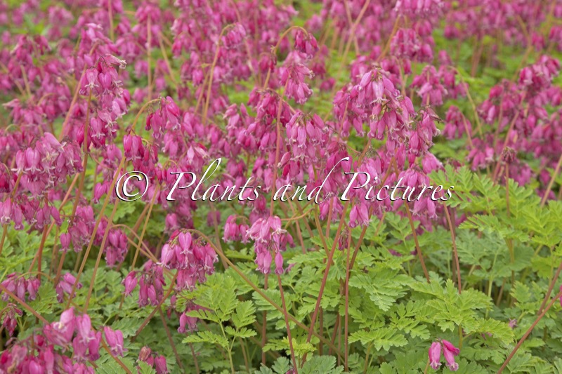 Dicentra formosa