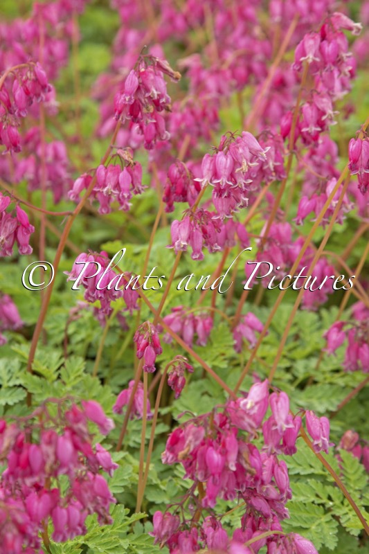 Dicentra formosa