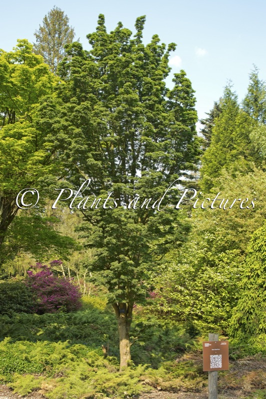 Acer palmatum ‘Shishigashira’