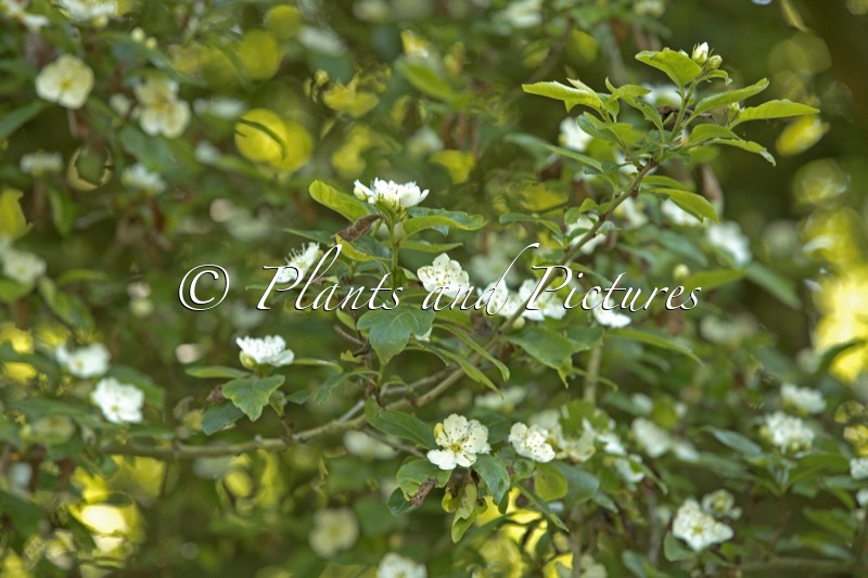 Crataegomespilus dardarii