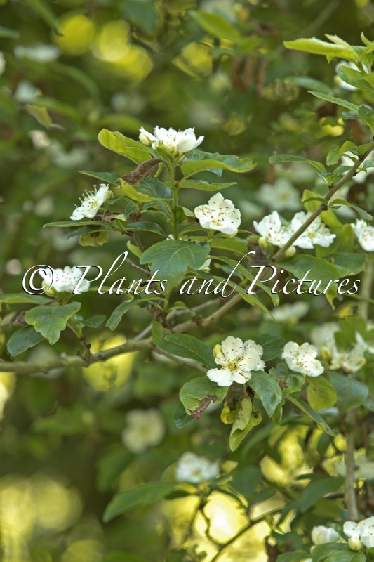 Crataegomespilus dardarii