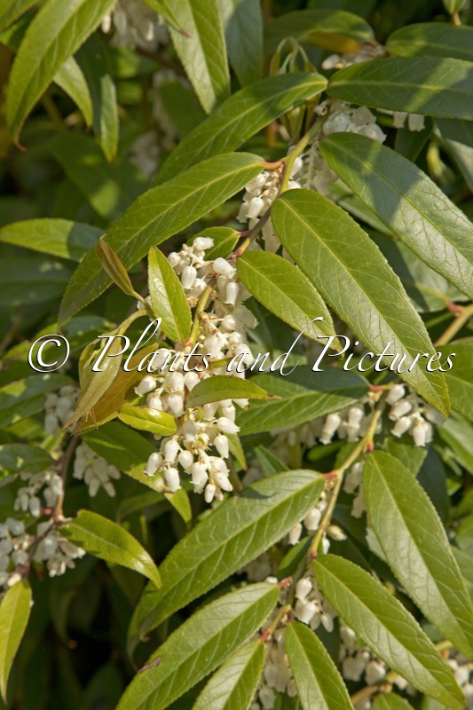 Leucothoe axillaris