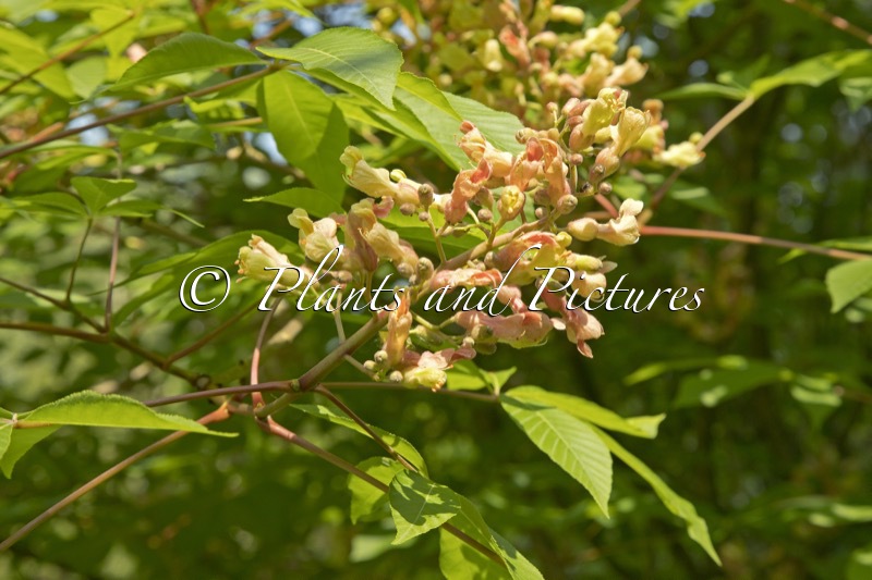 Aesculus ‘Gimborn’s Pride’