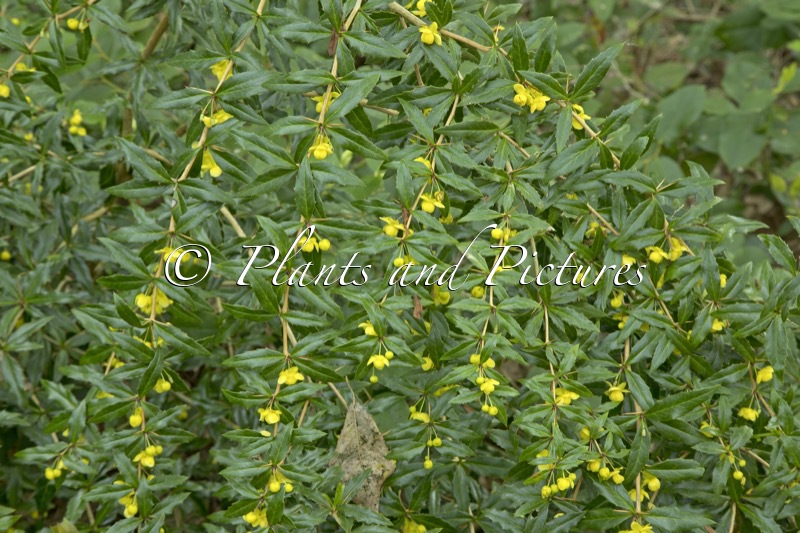 Berberis gagnepainii var. lanceifolia