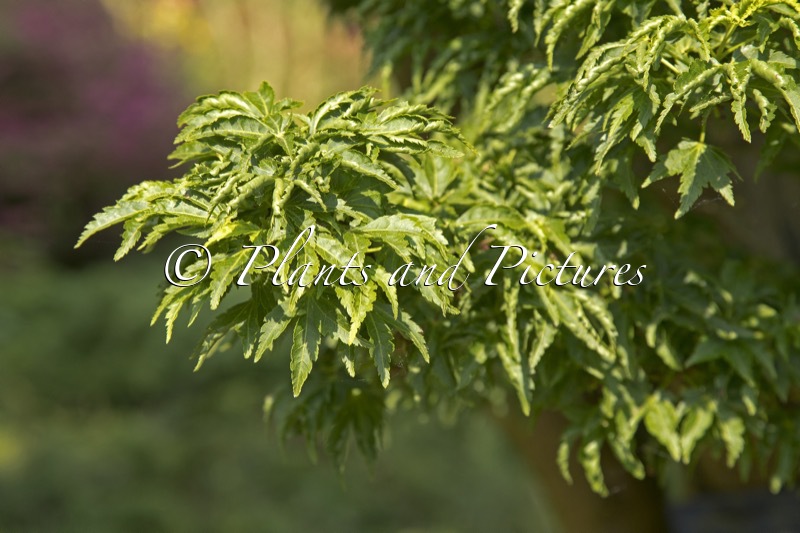 Acer palmatum ‘Shishigashira’