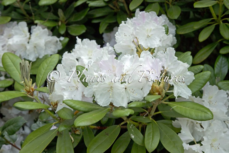 Rhododendron ‘Schlaraffia’