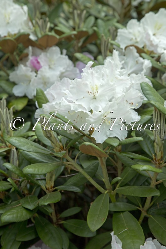 Rhododendron ‘Schlaraffia’