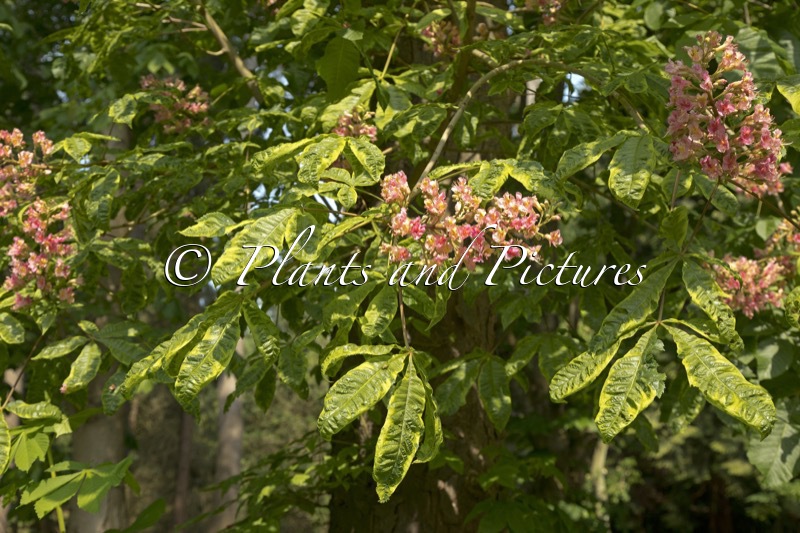 Aesculus carnea ‘Aureomarginata’