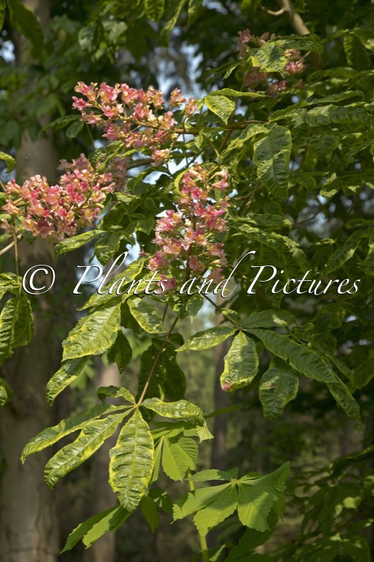 Aesculus carnea ‘Aureomarginata’