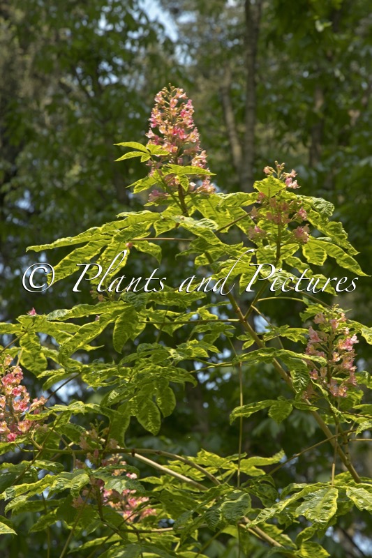 Aesculus carnea ‘Aureomarginata’