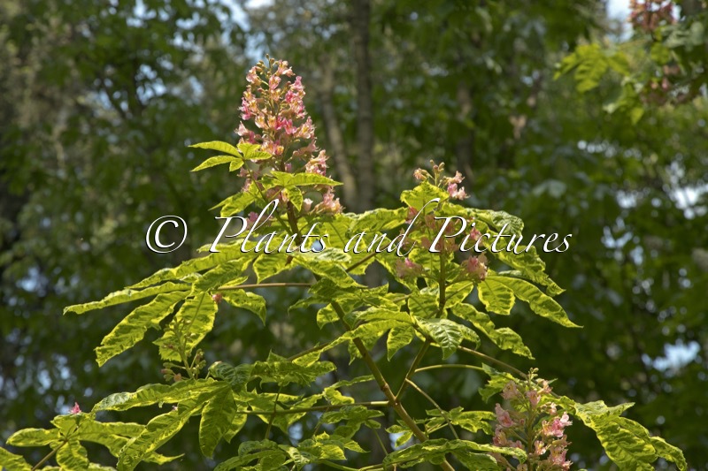 Aesculus carnea ‘Aureomarginata’