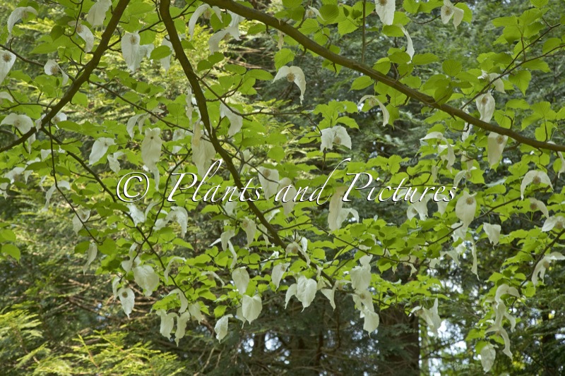 Davidia involucrata
