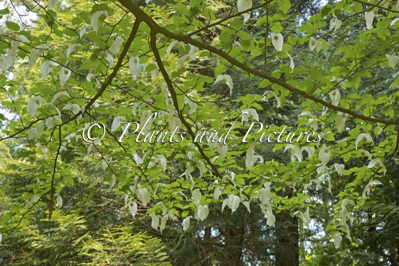 Davidia involucrata