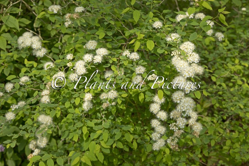 Spiraea chamaedryfolia