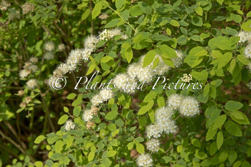 Spiraea chamaedryfolia