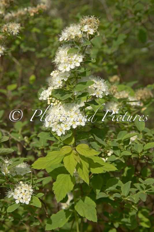 Spiraea chamaedryfolia